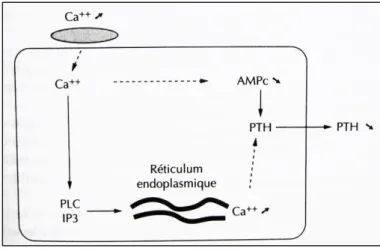 Figure 7 : Mécanisme cellulaire de la relation PTH-Calcémie (8) 