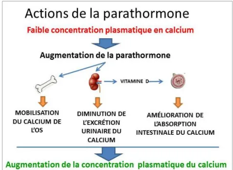 Figure 9 : Résumé de l’action de la parathormone sur la calcémie 