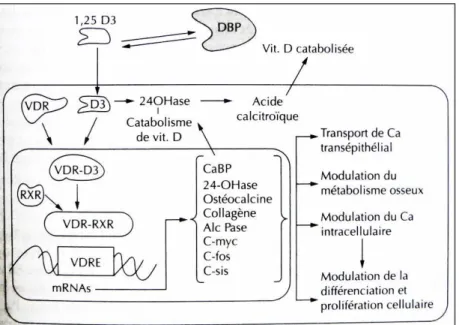 Figure 11 : Action cellulaire du calcitriol (8) 