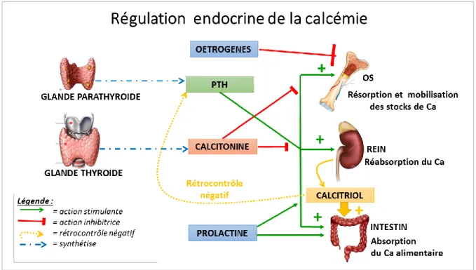 Tableau 4: Résumé de la régulation de la calcémie  