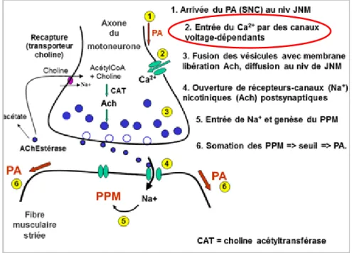 Figure 14 : Genèse du potentiel d’action dans la jonction neuromusculaire (15)  4.3. Calcium et contraction musculaire 