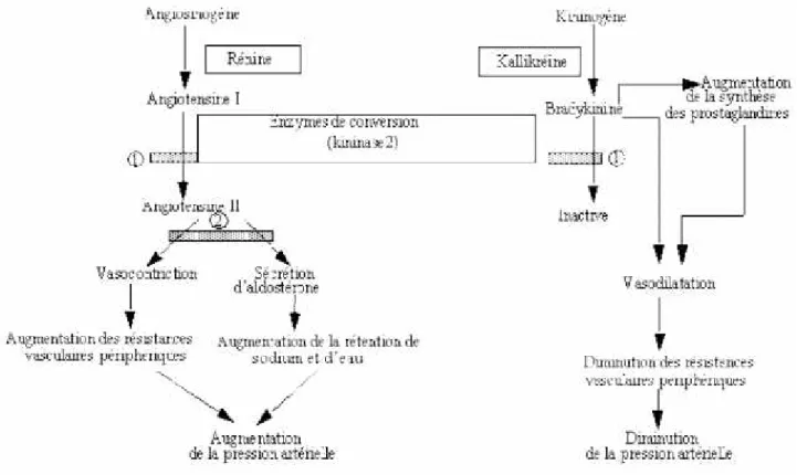 Figure n°6 : Schéma présentant le mode d’action des IEC Ils ont pour propriétés :