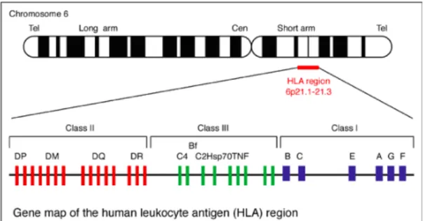 Figure 5. Structure du CMH chez l'humain (HLA) (25) 