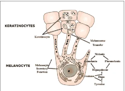 Figure 4 : Schéma d’un mélanocyte 