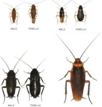 Figure 7 :  les blattes domestiques en France, photos en taille réelle, avec de gauche à  droite, en haut Blatella germanica et Supella longipalpa,  