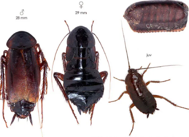 Figure 9 : Blatta orientalis à différents stades, avec de gauche à droite, une femelle adulte,  un mâle adulte, en bas à droite une forme juvénile et en haut à droite une oothèque   
