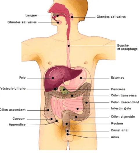 Figure 1 : Schéma de l’appareil digestif (5)