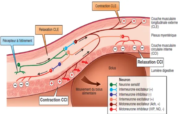 Figure 3 : Rôle du système entérique dans la progression de l'onde péristaltique. (7) 
