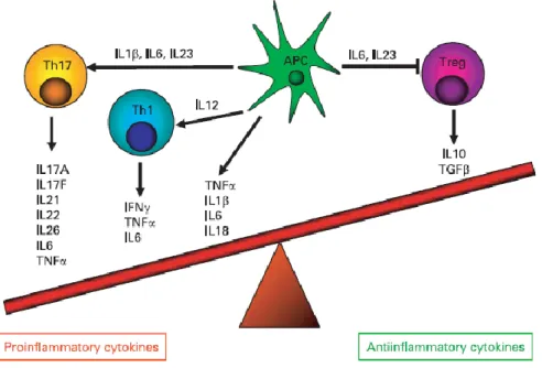 Figure 1 : Déséquilibre de la production des cytokines pro-inflammatoires et anti-inflammatoires dans la MC (29)