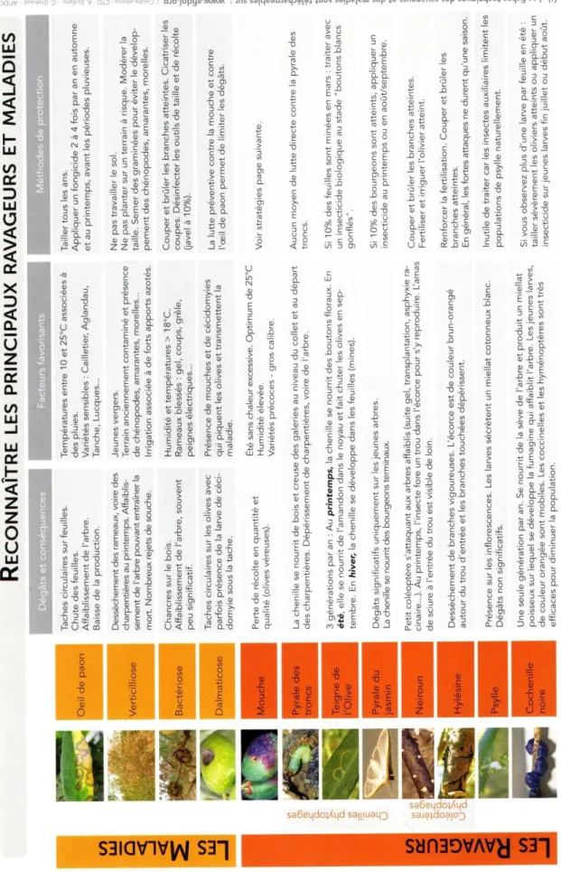 Tableau I : Principaux ravageurs et maladies de l’olivier (5) 