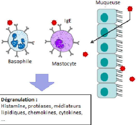 Figure 3. Allergie de type I, phase immédiate (adapté de  32 ). 