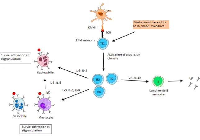 Figure 4. Allergie de type I, phase retardée (adapté de  32 ). 