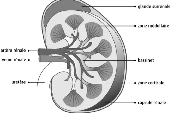 Figure 2 : Coupe transversale du rein 