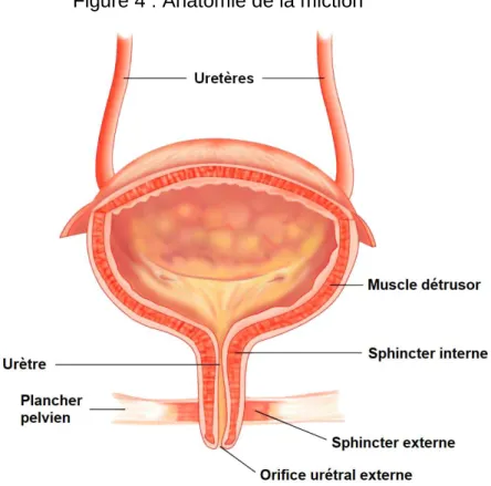 Figure 4 : Anatomie de la miction 