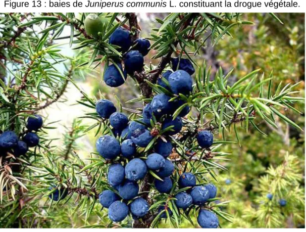 Figure 13 : baies de Juniperus communis L. constituant la drogue végétale. 