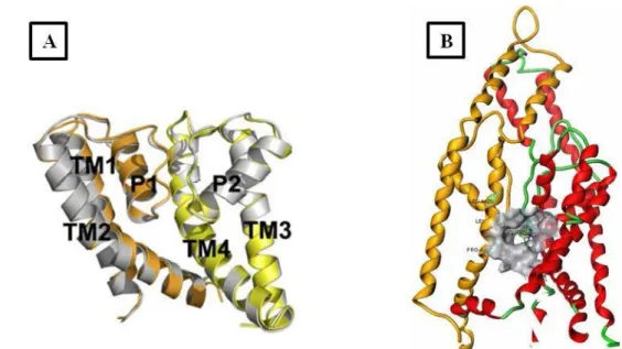 Figure 2 : A) Schéma descriptif d’une sous-unité de TRESK, adapté de (Kim, S. et al) 8  ; B) Canal  TRESK entier, avec en gris le site de fenestration occupé par la FFA