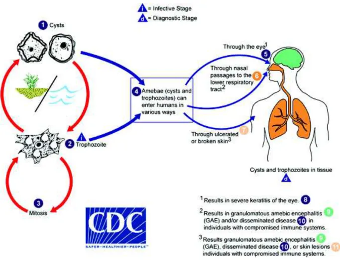 FIGURE 3 : Cycle de vie parasitaire d’Acanthamœba spp. d’après Centers for  Disease Control and Prevention 