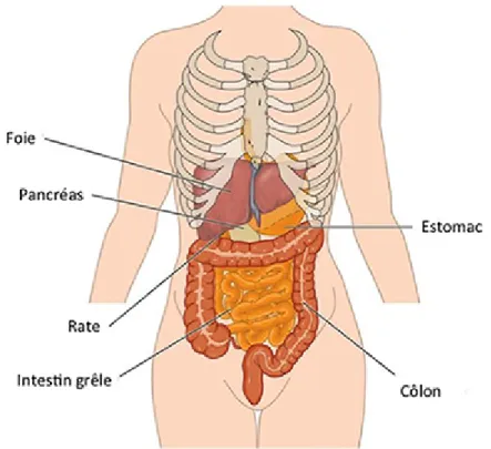 Illustration 1: Anatomie du système digestif   (https://www.centre-hepato-biliaire.org/maladies-foie/anatomie-foie.html le 17/07/19)