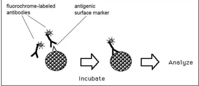 Figure 10 : Marquage des cellules en cytométrie en flux (28) 
