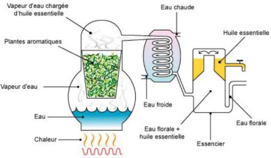 Figure 4:  Distillation à la vapeur saturée avec un système alambic 