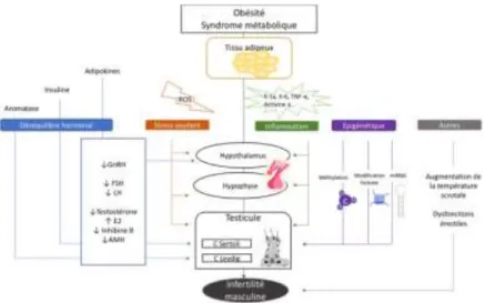 Figure n°4 :Obésité, syndrome métabolique et infertilité masculine : mécanismes impliqués (13)  Les mécanismes impliqués pouvant expliquer la genèse de l’infertilité masculine sont  ainsi multiples, complexes et souvent associés