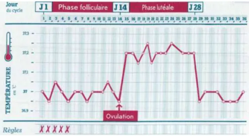 Figure n°7 : Courbe de température pour un cycle sans grossesse. 