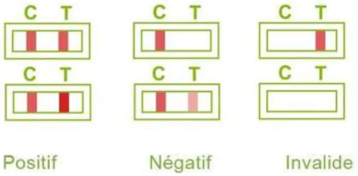 Figure n° 11 : Résultats test d’ovulation cassette.