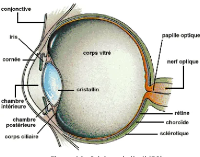 Figure 14 : Schéma de l’œil (50) 