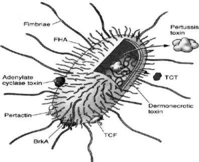 Figure 1 –  Bordetella pertussis 4