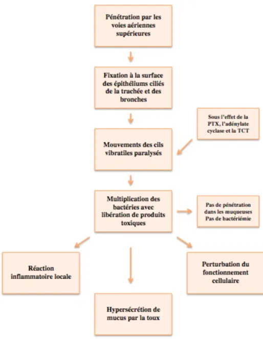 Figure 2 – Physiopathologie de la coqueluche 5