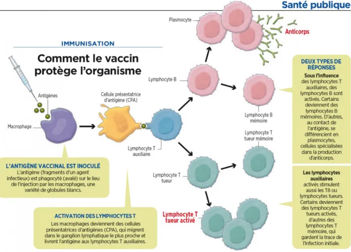 Figure 11 – Comment le vaccin protège l’organisme ? 26