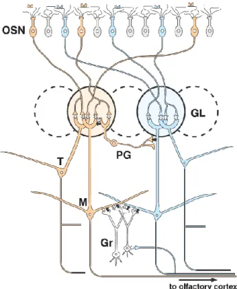 Figure  1.2:  Basic  circuit  diagram  summarizing  the  synaptic organization of  the  mammalian  OB