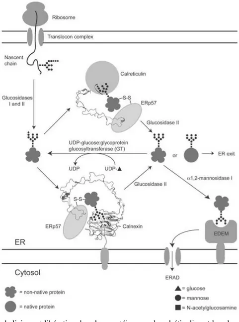 Figure 6 : Cycle de liaison et libération des glycoprotéines par la calréticuline et la calnexine  participant au système de contrôle qualité