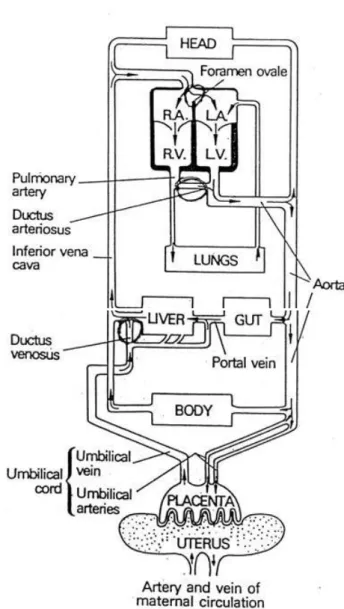 Figure n°2 : La circulation foeto-placentaire 