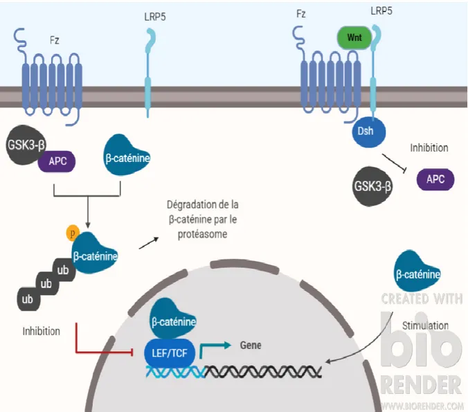 Figure 3 : voie de signalisation Wnt β-caténine dans l’identité, l’activation et la différenciation  des cellules souches épidermiques (77) 