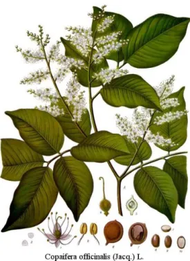 Figure 2 : Copaifera officinalis (5) 