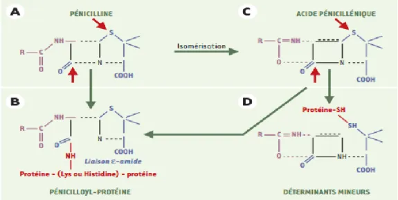 Figure 6. Schéma illustrant la formation d'un complexe haptène-protéine, où l'haptène est une béta-lactamine (la pénicilline)  (70)