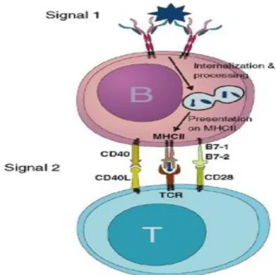 Figure 7. Liaison de l'allergène au BCR du lymphocyte B (signal 1), puis internalisation et présentation des peptides  allergéniques associés au CMH de classe II au lymphocyte T possédant le TCR spécifique (signal 2)
