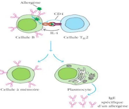 Figure 8. Présentation de l'allergène par la cellule B et différentiation en plasmocytes sécréteurs d'IgE