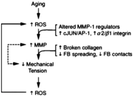 Figure 14 : Mécanisme du vieillissement induit par le tabac (51) 