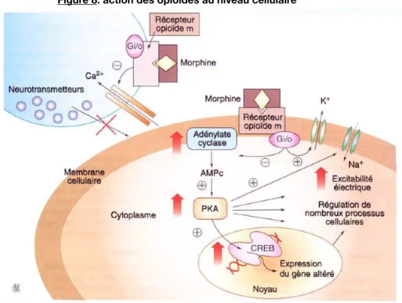 Figure 8: action des opioïdes au niveau céllulaire