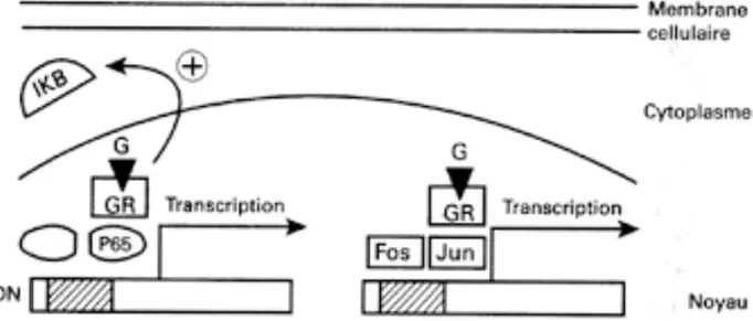Figure 13 : Modulation de la transcription par action sur les facteurs de transcription (14) 