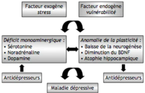 Figure 4 Schéma général de la modélisation physiopathologique de la dépression [22] 