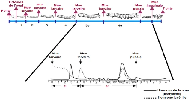 Figure 4. Fluctuations des niveaux de la JH et de l’écdysone, sécrétées durant le 5ième et le  6ième (dernier) stade larvaire, et le stade pupal avant l’émergence, chez un Lépidoptère