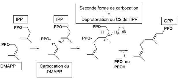 Figure  5.  Illustration  du  mécanisme  chimique  de  la  réaction  de  condensation  « head-to- head-to-tail »  entre  les  substrats  IPP  et  DMAPP