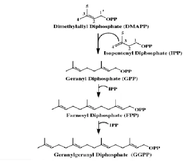 Figure  6.  Représentation  schématique  de  la  voie  de  synthèse  du  GGPP  à  partir  du  FPP  (Inspiré de Vandermoten et al., 2008)