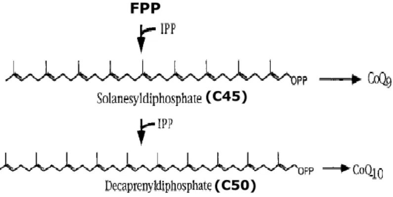Figure 7. Schéma représentatif de la condensation d'unités d'IPP avec le FPP pour produire  les chaines terpéniques des ubiquinones Q-9 et Q-10 (Inspiré de Saiki et al., 2005)