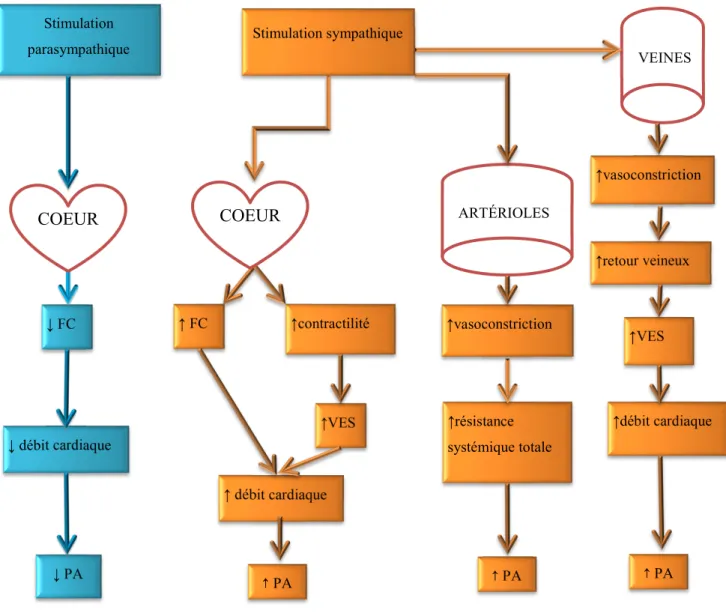 Figure adaptée de Sherwood (2006) 