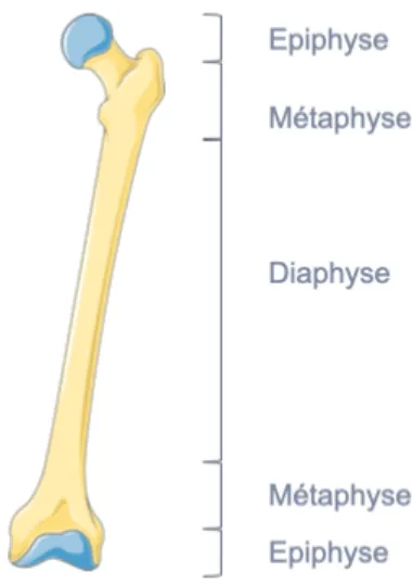 Figure 1 : Structure d’un os long (adapté du kit Servier Medical Art)