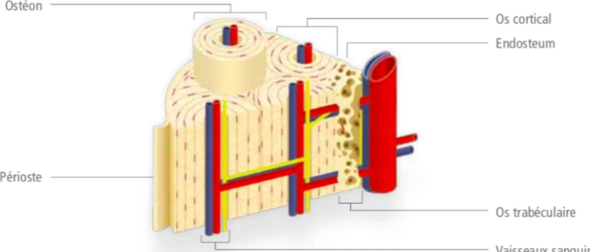 Figure 2 : Structure du tissu osseux (11 )  